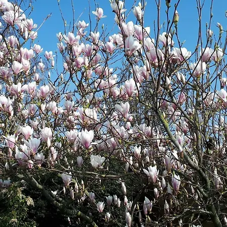 Prázdninový dům Bungalow Groen Den Burg